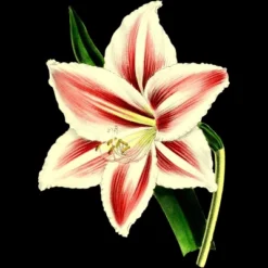 Junior's Design By Humans Botanical Vintage Flower By Vintage100years T-Shirt